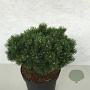 Pinus mugo 'Mops' 25-30 cm 7,5L