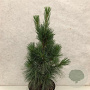 Pinus strobus 'Fastigiata' 70-80 cm 10L