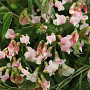Lathyrus vernus 'Alboroseus' GM P9