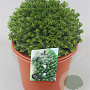 Hebe odora 'Nana' GM C5