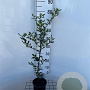 Ilex aquifolium 60-80 cm 2,0L