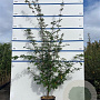 Acer campestre 175-200 cm 7,5L Gestokt