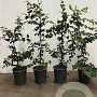 Carpinus betulus 60-80 cm 3,5L