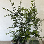Carpinus betulus 80-100 cm 3,5L