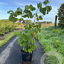 Corylus avellana 60-80 cm 7,5L