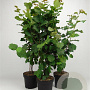 Corylus avellana 80-100 cm 7,5L