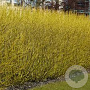 Cornus sericea 'Flaviramea' 150-175 cm 7,5L