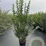 Ligustrum ovalifolium 150-175 cm 12L