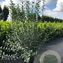 Ligustrum vulg. 'Atrovirens' 100-125 cm 12L