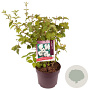 Philadelphus 'Virginal' 80-100 cm 7,5L