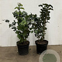 Viburnum opulus 40-60 cm 7,5L