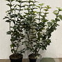 Viburnum opulus 80-100 cm 7,5L