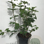 Viburnum opulus 'Roseum' 60-80 cm 7,5L