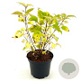 Hydrangea a. Candybelle Bubblegum 30-40 cm 3,0L