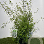 Spiraea thunbergii 30-40 cm 3,0L