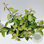 Elaeagnus ebbingei 50-60 cm 7,5L