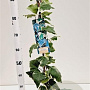 Hedera alg. 'Gloire de Marengo' 70-80 cm rozenpot 2L