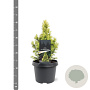 Picea gl. 'Daisy's White' 25-30 cm 3,5L