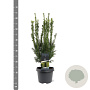 Taxus media 'Hillii' 40-50 cm 3,0L