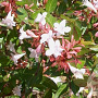 Abelia grandifl. 'Prostrata' 80-100 cm 20L breed