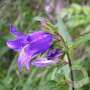 Campanula trachelium GM P9