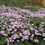 Cyclamen coum GM P9