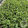 Echinacea p. 'Magnus' GM 2,0L