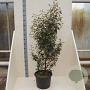 Elaeagnus ebbingei 125-150 cm 20L