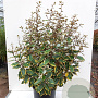 Elaeagnus ebb. 'Viveleg' 80-100 cm 20L