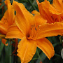 Hemerocallis 'Burning Daylight' GM P9