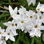 Ipheion unifl. 'White Star' GM P9