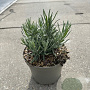Lavandula ang. 'Munstead' 10-15 cm 2,0L