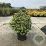 Pittosporum ten. 'Tom Thumb' 60-80 cm 20L breed