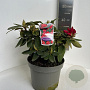 Rhododendron (Y) 'Bohl Roter Stern' 30-40 cm P23 B kwaliteit