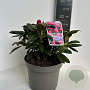 Rhododendron (Y) 'Kalinka' 30-40 cm P23 B kwaliteit