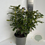 Rhododendron 'Madame Masson' 40-50 cm P23 B kwaliteit