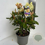 Rhododendron 'Nancy Evans' 40-50 cm P23 B kwaliteit