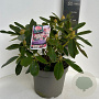 Rhododendron (Y) 'Percy Wiseman' 30-40 cm P23 B kwaliteit