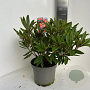 Rhododendron 'Tortoiseshell Orange' 40-50 cm P23 B kwaliteit