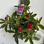 Rhododendron 'Wilgen's Ruby' 40-50 cm 5,0L