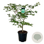 Acer japonicum 'Aconitifolium' 100-125 cm 30L extra
