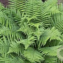 Dryopteris filix mas 'Femina' GM P9
