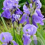 Iris (G) 'Empress of India' GM P9