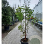 Acer griseum 175-200 cm 50L meerstammig