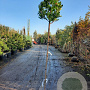 Arbutus unedo 180 cm stam container 8-10