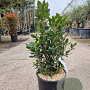 Arbutus unedo 50-60 cm 10L