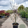 Cercis siliquastrum 200-250 cm container meerstammig extra