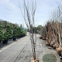 Cercis siliquastrum 250-300 cm draadkluit meerstammig solitair