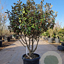 Elaeagnus ebbingei 100-125 cm cont. 130L meerstammig
