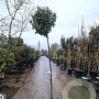 Elaeagnus ebbingei 200 cm stam container 6-8